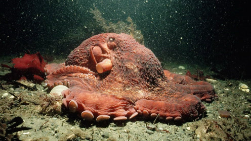 实拍巨型章鱼伪装猎杀鲨鱼一幕