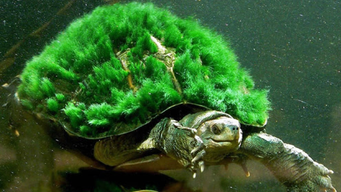 绿毛龟 中国四大珍奇龟之一 馈赠国家元首的好礼物 价值不菲