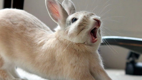 平时温顺的小兔子,为什么突然发出叫声?看完终于明白了