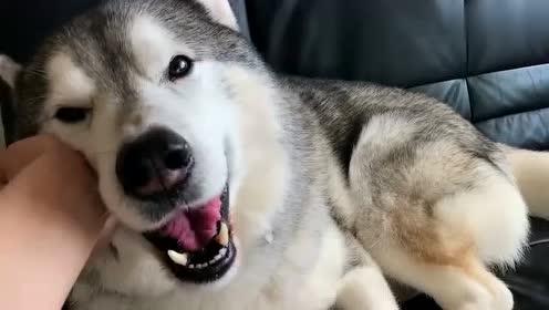 哈士奇懒懒的待在沙发上,咧着嘴傻傻的笑着,呆萌的样子太可爱啦