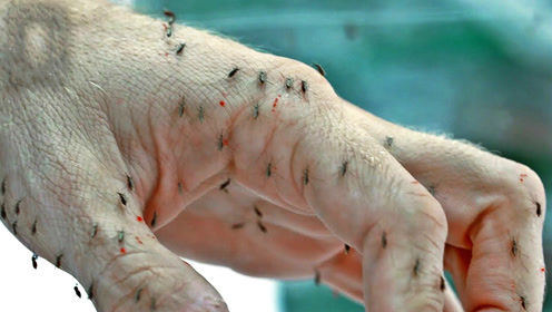 一只手被蚊子爬满吸血,瞬间被咬的变了样,看得心惊胆战