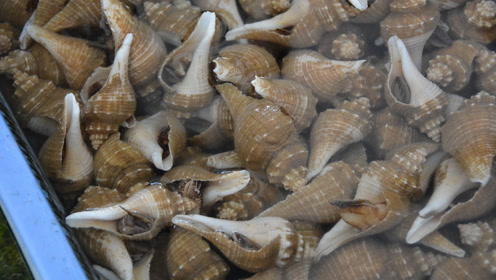 世界上最毒的海螺,一口可以毒10人,无药可救!