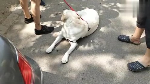 白色大型犬 腾讯视频