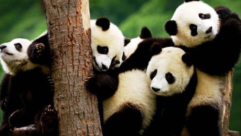6只熊猫宝宝要逃出去玩,跟饲养员斗智斗勇,场面激情!