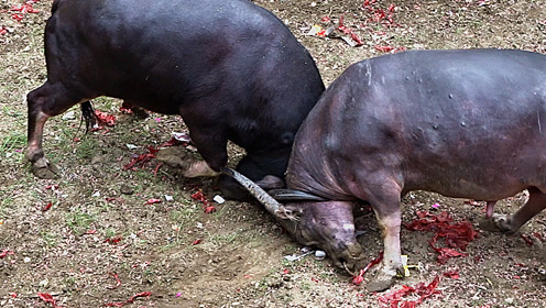 老牛王已经很厉害了