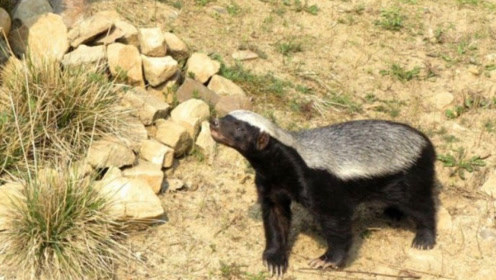 国内动物园被禁止饲养"平头哥"这生物实在惹不起!看完我笑哭了