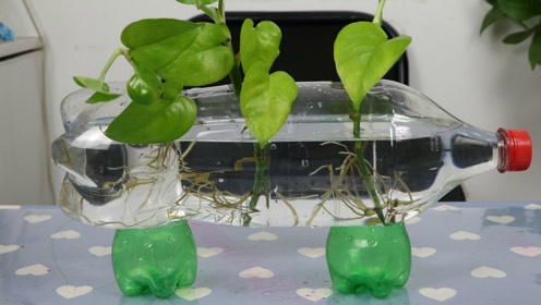 教你自制水培绿萝容器,不花钱一分钱,放几条小鱼水培绿萝特别美