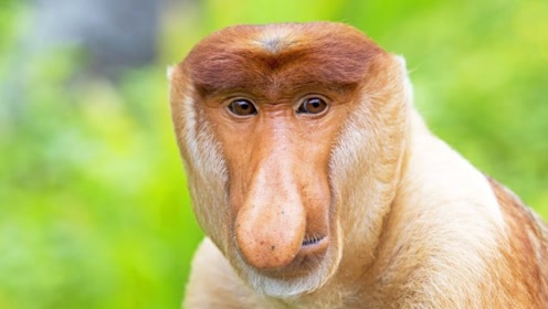 世界上最帅的猴子,鼻子就是颜值,网友:这小家伙长得真精致!