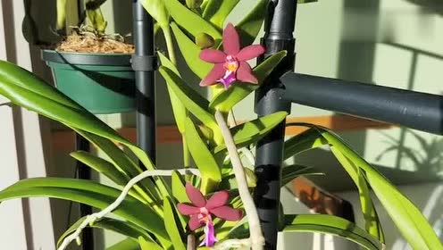 悉心种养的蜈蚣兰开花了,是不是很漂亮