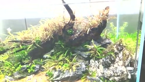 Ada水草造景 腾讯视频
