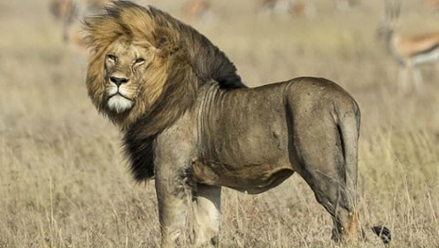 擒贼先擒王,雄狮就是靠着这项本领才能打败凶残鬣狗群