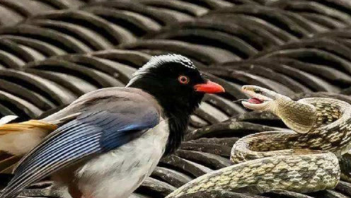 一毒蛇捕获小鸟正欲吞食,大鸟赶来将蛇头戳爆,镜头拍下惊悚瞬间