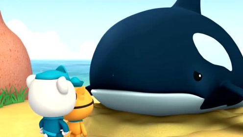 海底小纵队第一季:虎鲸正朝着海滩来了,队长能去阻止吗