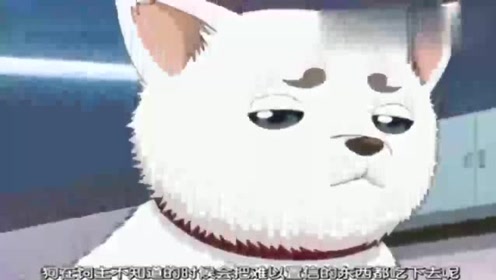 银魂定春 腾讯视频