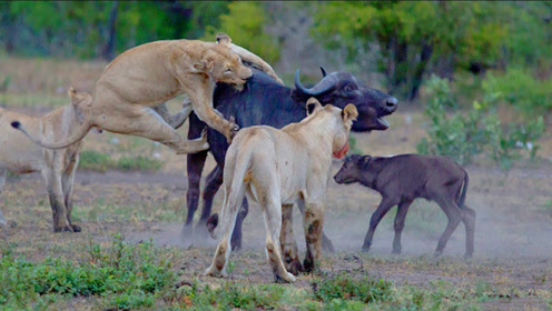 雄狮群围猎母水牛,令人吃惊的一幕出现,小水牛竟试图解救母亲!