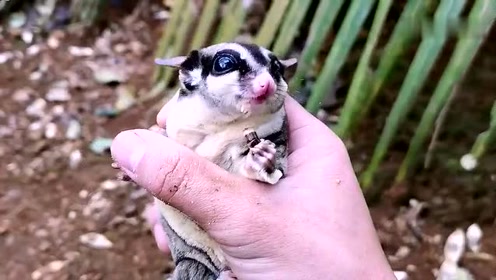 萌宠,小蜜袋鼯没吃过这么好吃的虫子!