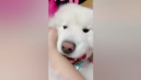 太白狗 腾讯视频