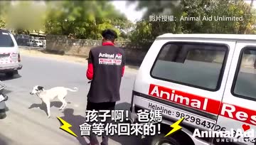 小流浪狗遭刺伤险瘫痪，狗爸狗妈悲痛哀号：救我孩子！