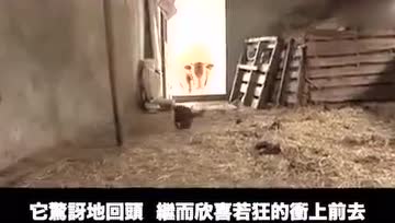 老牛和狗狗的跨种族友谊，看完泪崩