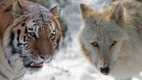 北美灰狼和老虎图片
