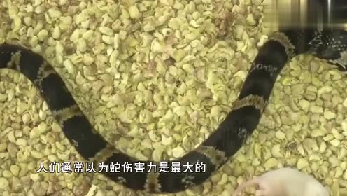 毒蛇电影 腾讯视频