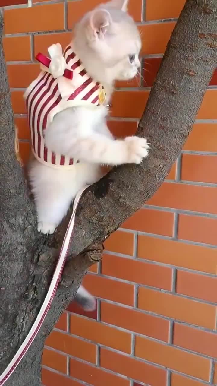 猫咪准备爬树时忽然胳膊抽筋, 这表情真是绝了