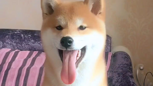 柴犬可爱萌 腾讯视频