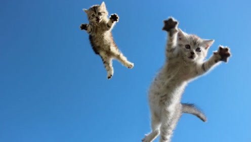 广州 七只猫bar 腾讯视频