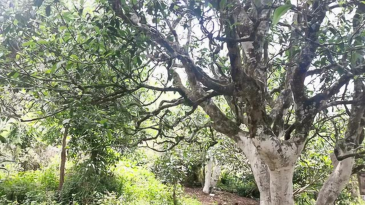 走进困鹿山皇家贡茶1000年古树茶的风采