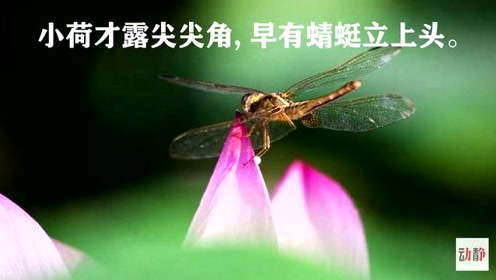 浙美版三年级美术上册