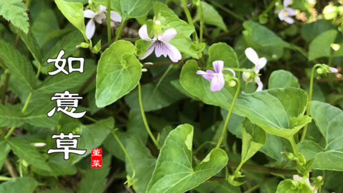 "如意草"是种珍贵青草药,都有哪些用途你了解吗?一起认识下