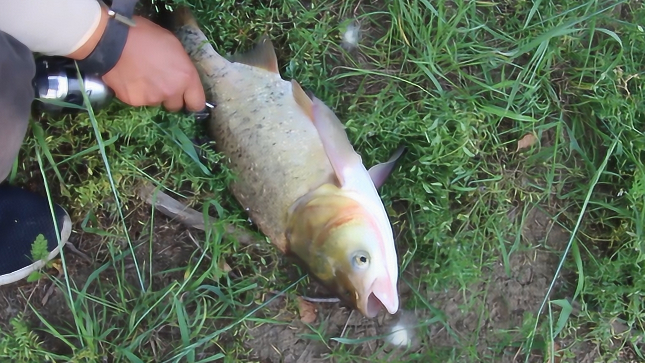 农村小猛路亚甩杆无货,用另外一种"法器",上货三斤左右大花鲢