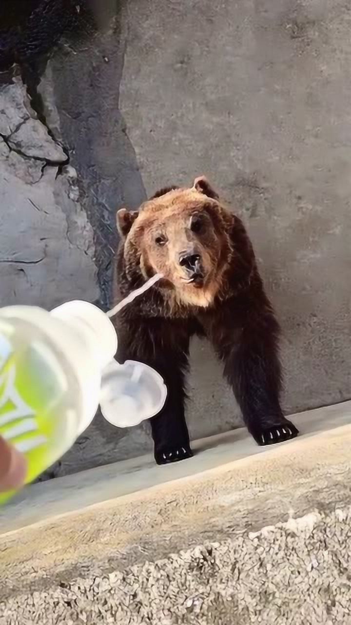 喜欢喝尖叫的狗熊,没想到接的那么准,绝对没少接过!