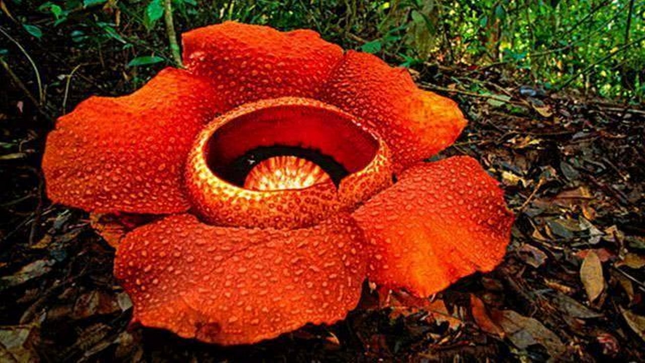 食人花真的"吃人"吗?原来我们都被电影骗了,如今总算知道了!