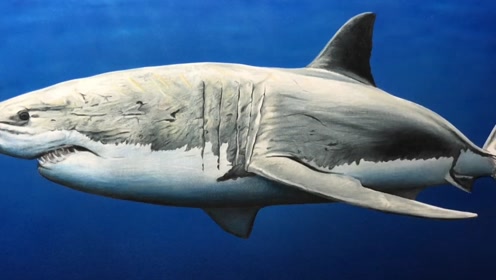 王者归来,震撼你的眼球,彩铅大白鲨