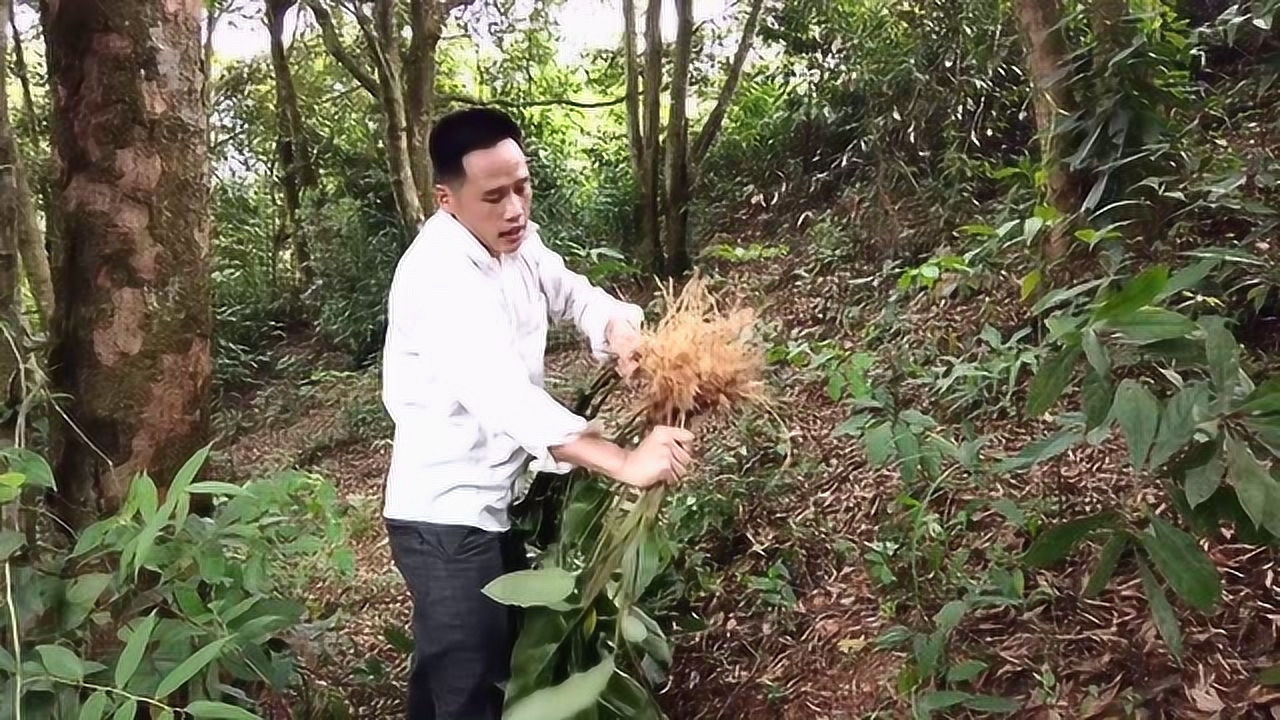 農村小夥上山找野生山姜回去,大家看一下有什麼作用嗎