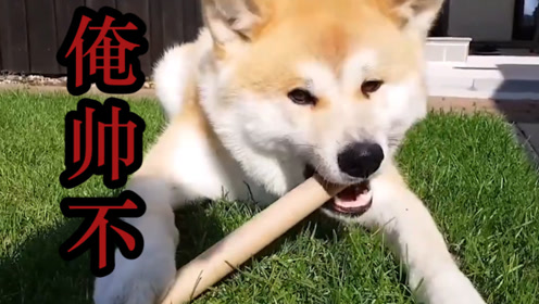 秋田犬 腾讯视频