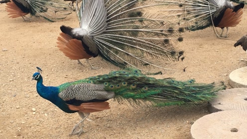 嵖岈山孔雀园恐龙乐园