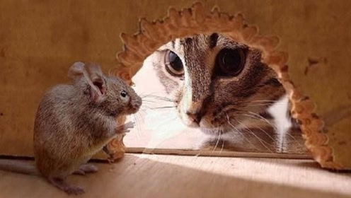 猫气势汹汹去捉老鼠,不料老鼠强势反击,追的猫满大街跑