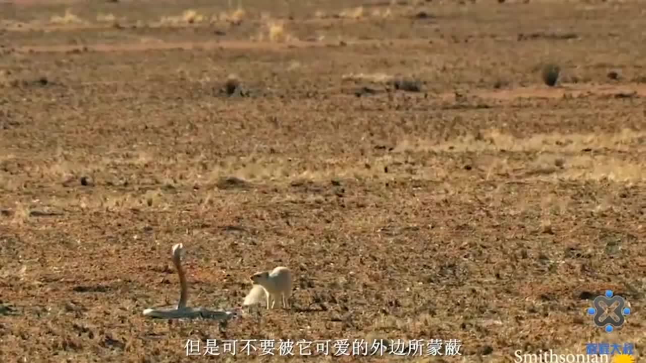 猫鼬(獴科狐獴属哺乳动物)_搜狗百科