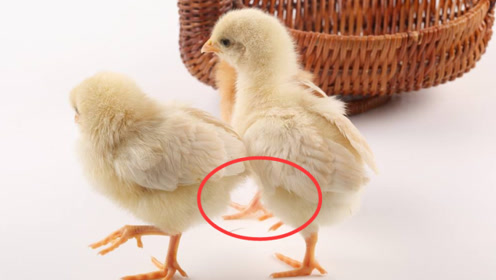 公鸡明明没有生殖器官,那它是怎么完成交配的?原理让人大跌眼镜
