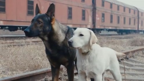 小狗奶瓶 腾讯视频