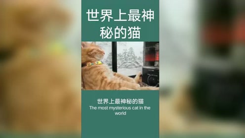 神秘的猫 腾讯视频