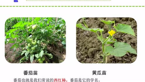 苏教版三年级科学下册
