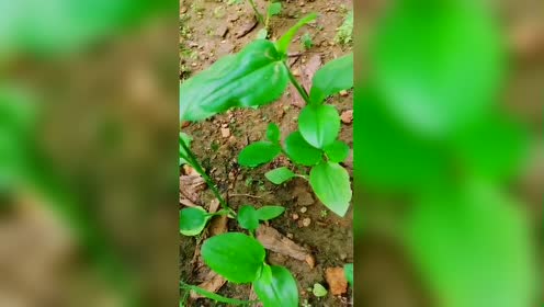 农村野草叫它饭包草,又叫火柴头,你们有认识的吗