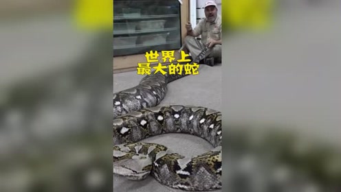 世界上最大的蛇 腾讯视频