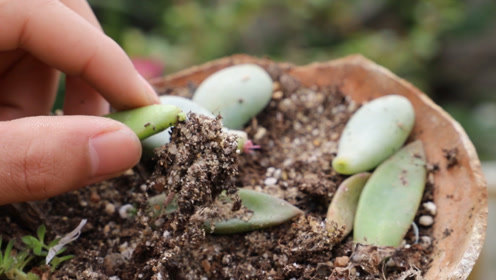 多肉叶插 腾讯视频