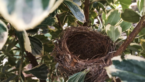 带大家看下树冠里的麻雀窝