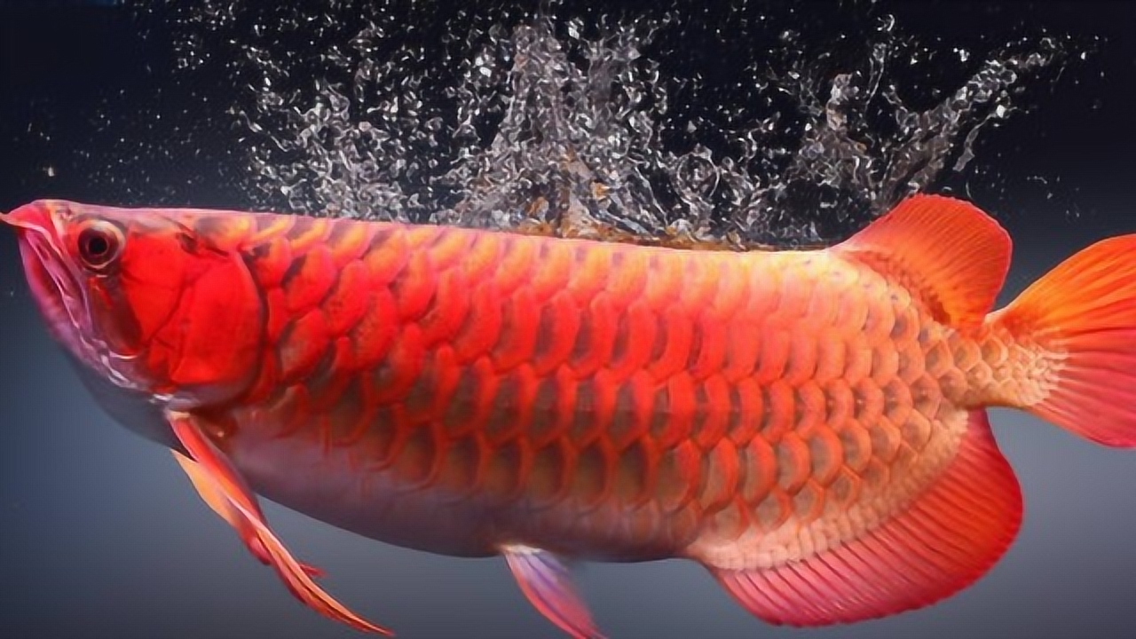 富贵的象征!这观赏鱼价值数万,养在家里招财进宝?