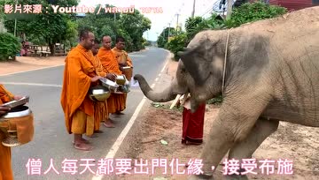众生皆有佛性！泰国小象学布施，恭敬顶礼僧人